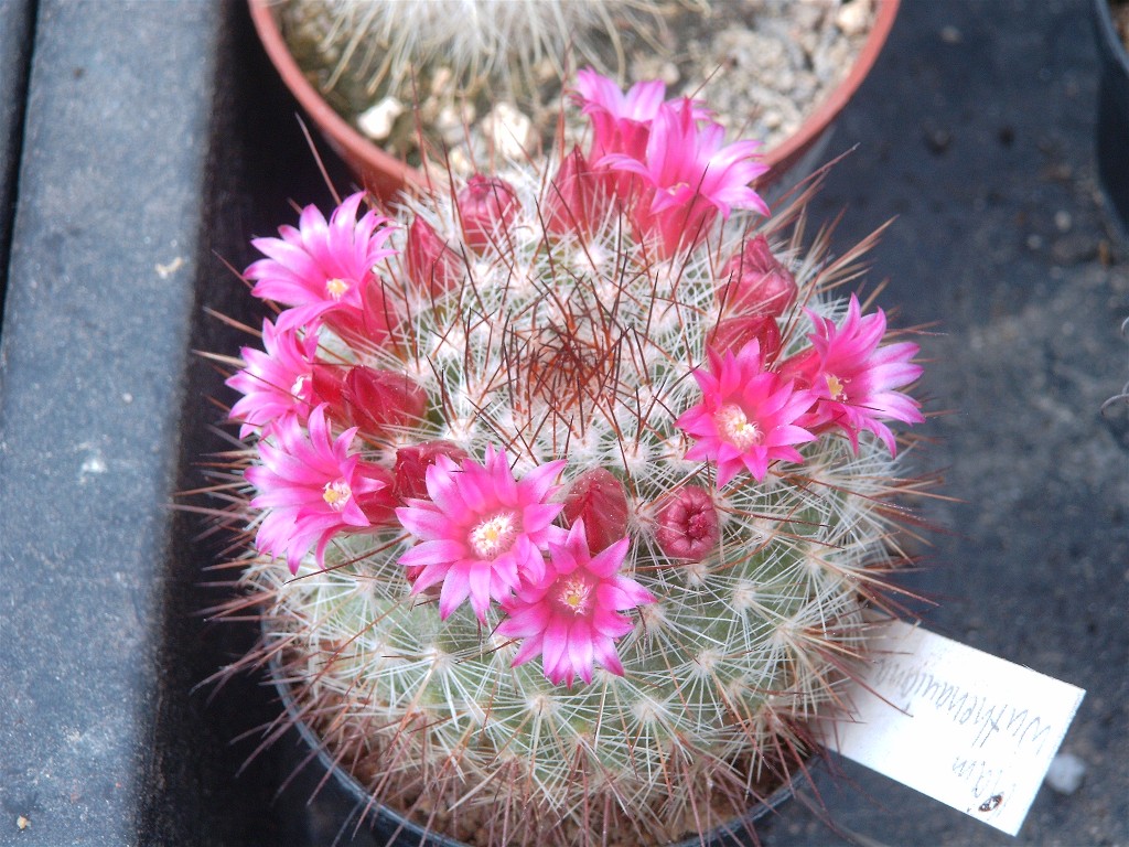 Mammillaria Haw., Warzenkaktus 2