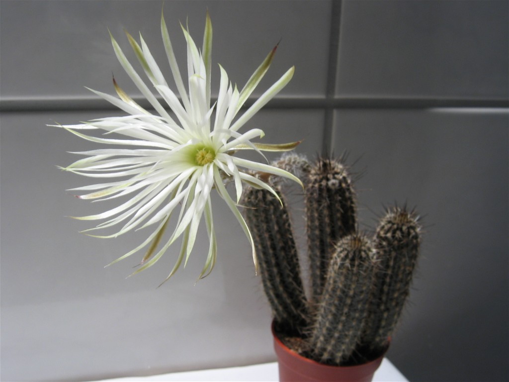 Setiechinopsis